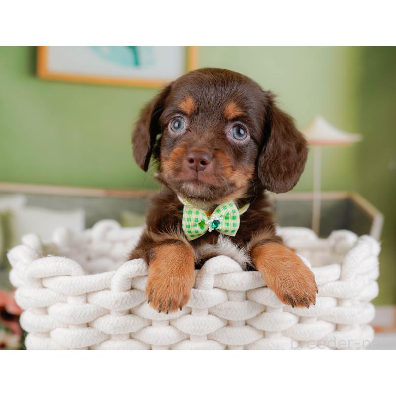 販売中の神奈川県のチワックス:チワワ×ミニチュアダックスフンド-428824の7枚目