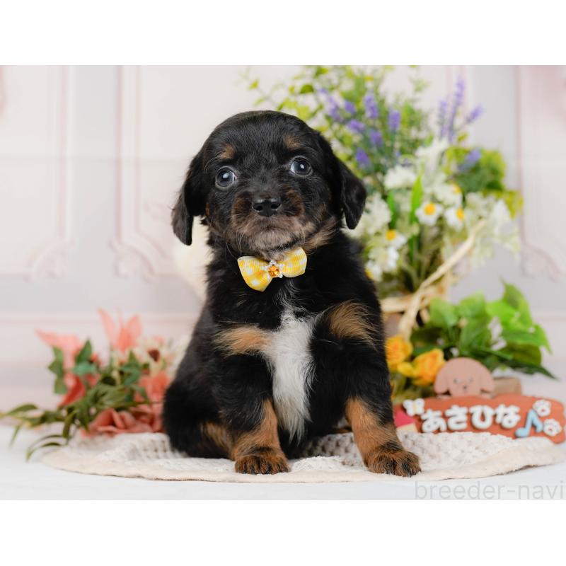 販売中の神奈川県のチワックス:チワワ×ミニチュアダックスフンド-428823の14枚目