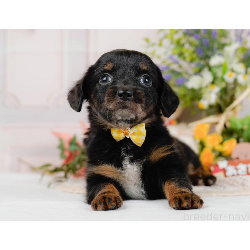 販売中の神奈川県のチワックス:チワワ×ミニチュアダックスフンド-428823の13枚目