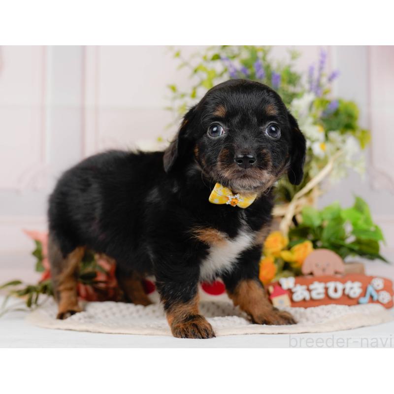 販売中の神奈川県のチワックス:チワワ×ミニチュアダックスフンド-428823の12枚目