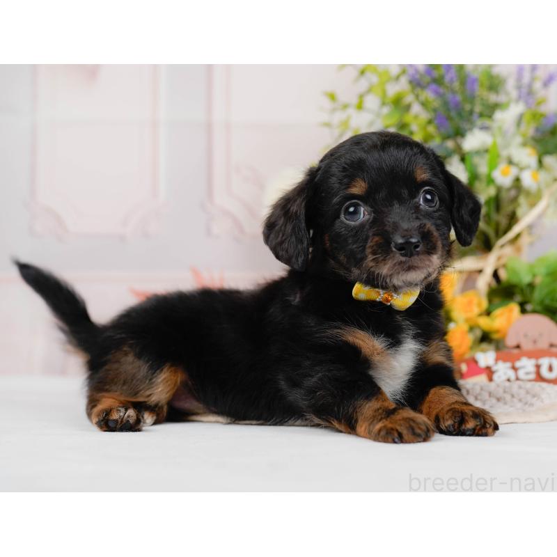 販売中の神奈川県のチワックス:チワワ×ミニチュアダックスフンド-428823の11枚目