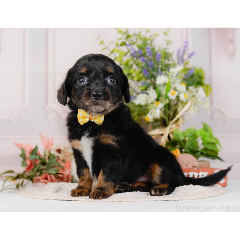 販売中の神奈川県のチワックス:チワワ×ミニチュアダックスフンド-428823の10枚目