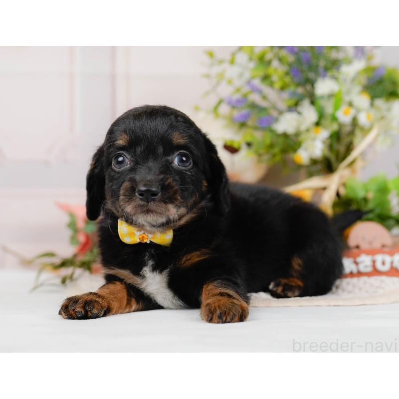 販売中の神奈川県のチワックス:チワワ×ミニチュアダックスフンド-428823の9枚目