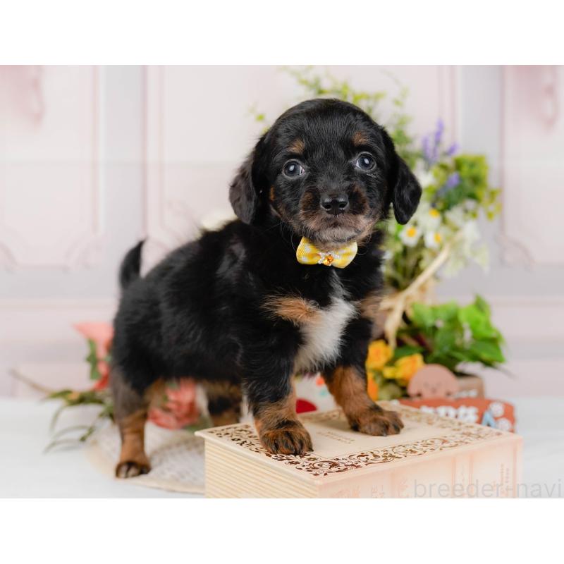 販売中の神奈川県のチワックス:チワワ×ミニチュアダックスフンド-428823の8枚目