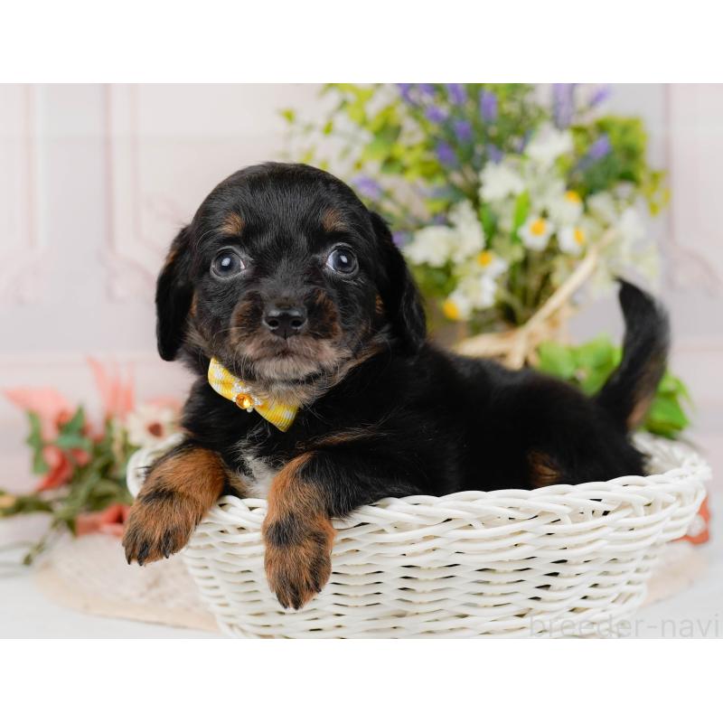 販売中の神奈川県のチワックス:チワワ×ミニチュアダックスフンド-428823の7枚目