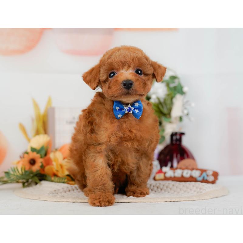 販売中の神奈川県のタイニープードル-428810の14枚目