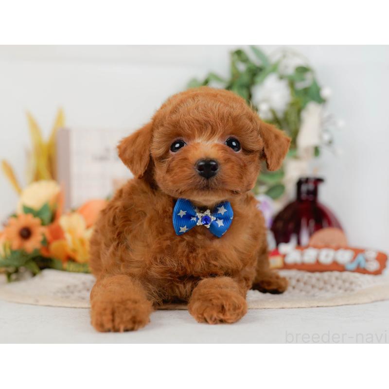 販売中の神奈川県のタイニープードル-428810の13枚目