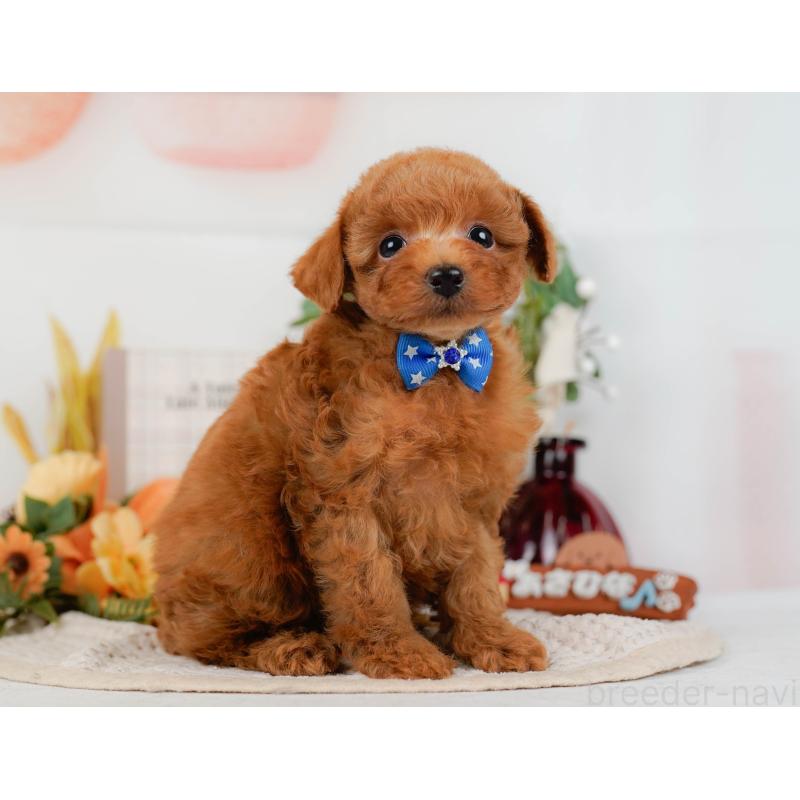 販売中の神奈川県のタイニープードル-428810の12枚目