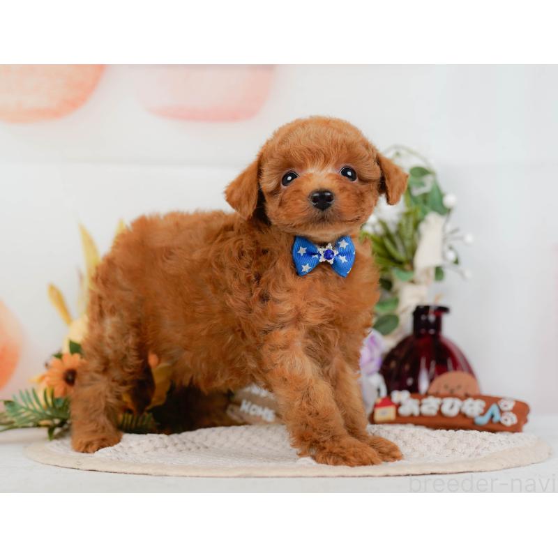 販売中の神奈川県のタイニープードル-428810の11枚目