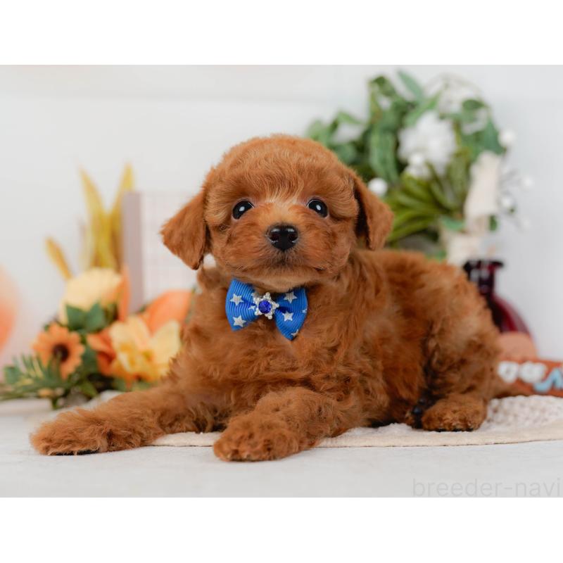 販売中の神奈川県のタイニープードル-428810の10枚目