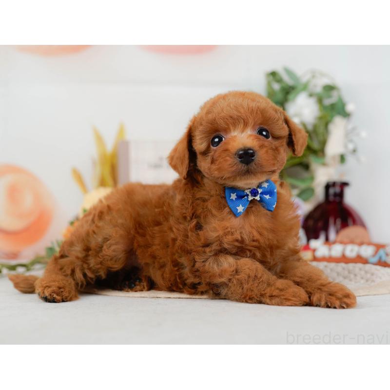 販売中の神奈川県のタイニープードル-428810の9枚目