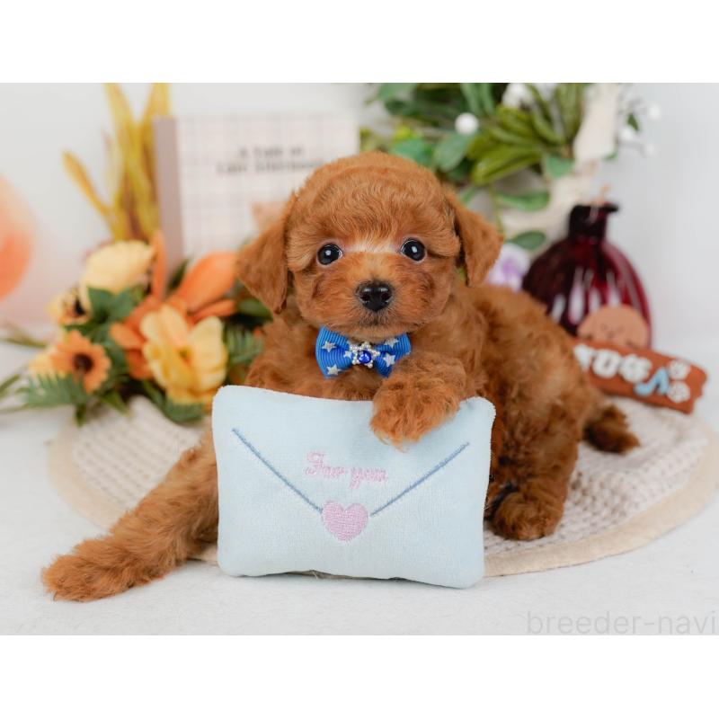 販売中の神奈川県のタイニープードル-428810の8枚目