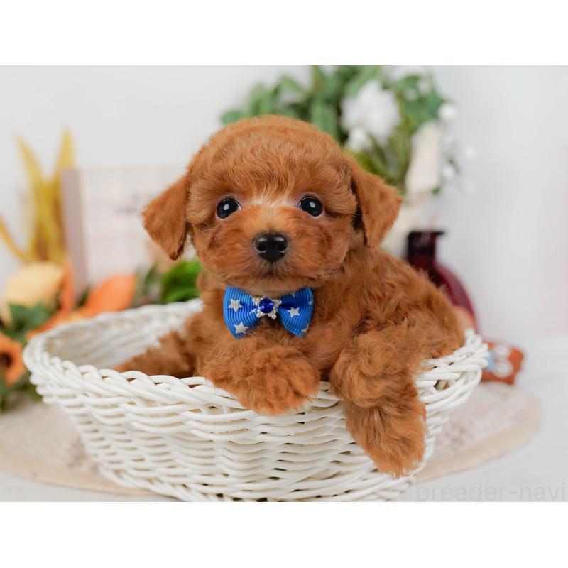 販売中の神奈川県のタイニープードル-428810の7枚目