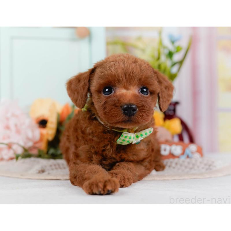 販売中の神奈川県のタイニープードル-428813の14枚目