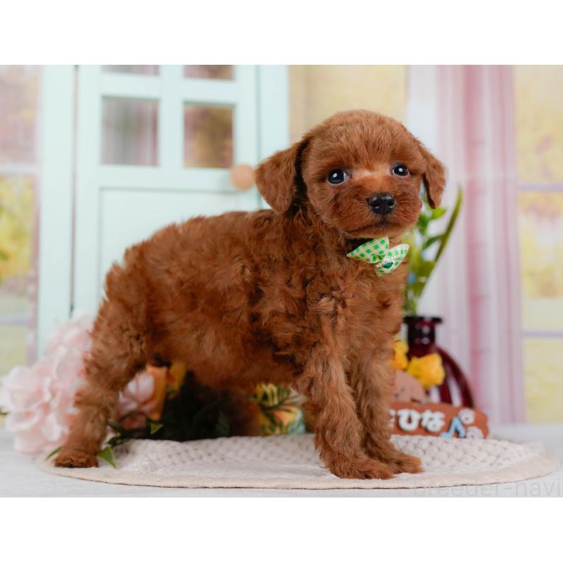 販売中の神奈川県のタイニープードル-428813の12枚目