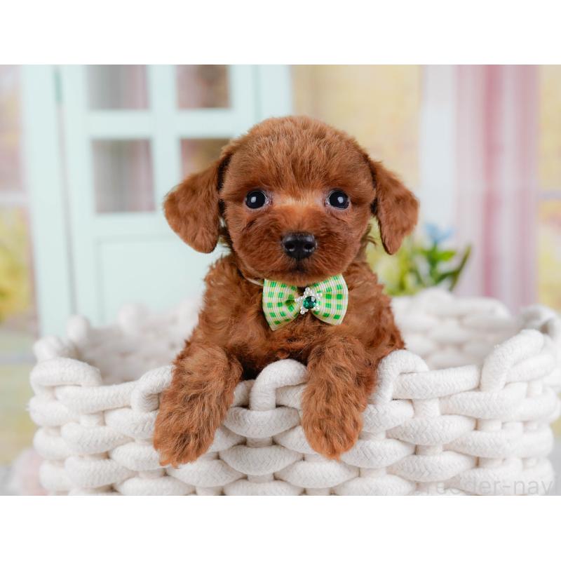 販売中の神奈川県のタイニープードル-428813の7枚目