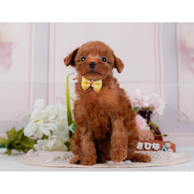 販売中の神奈川県のタイニープードル-428816の14枚目