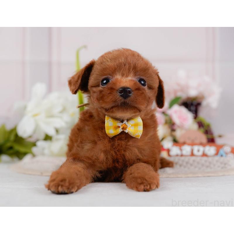 販売中の神奈川県のタイニープードル-428816の13枚目