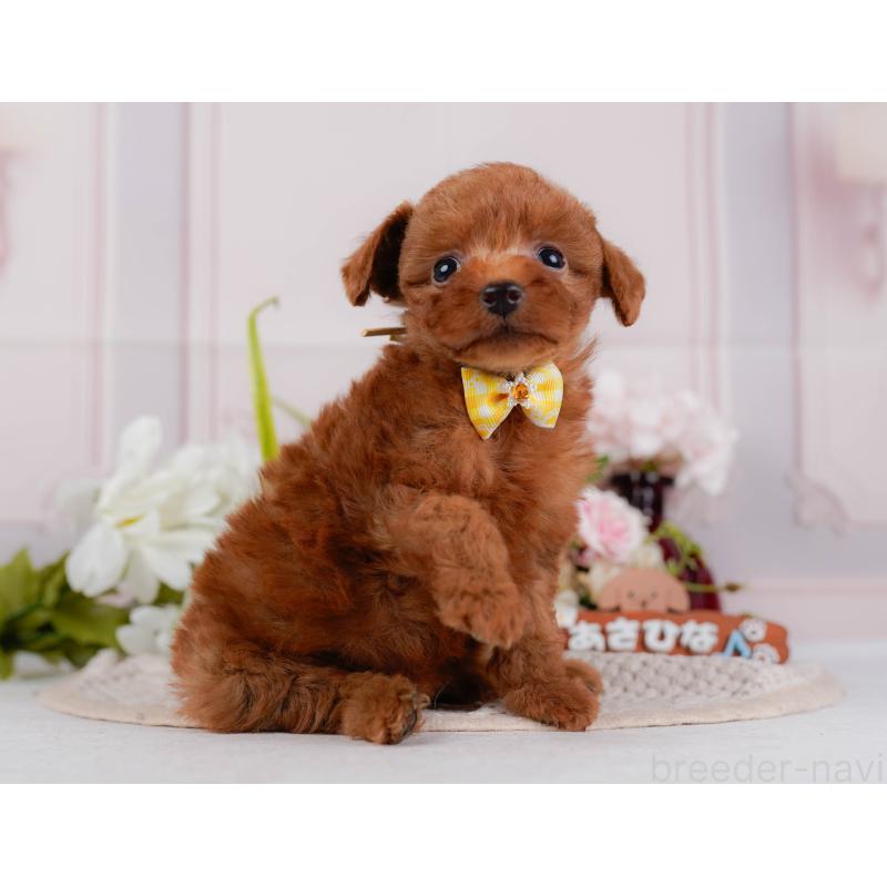 販売中の神奈川県のタイニープードル-428816の12枚目