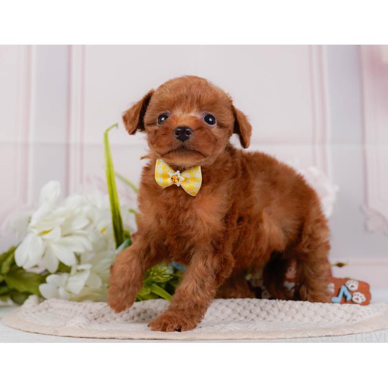 販売中の神奈川県のタイニープードル-428816の11枚目