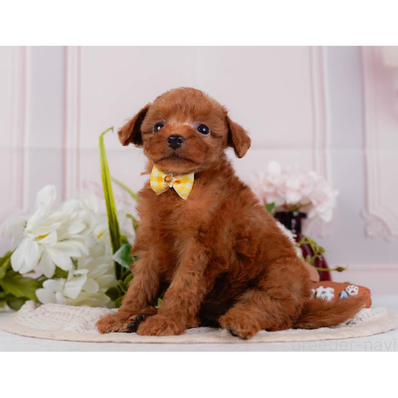 販売中の神奈川県のタイニープードル-428816の10枚目