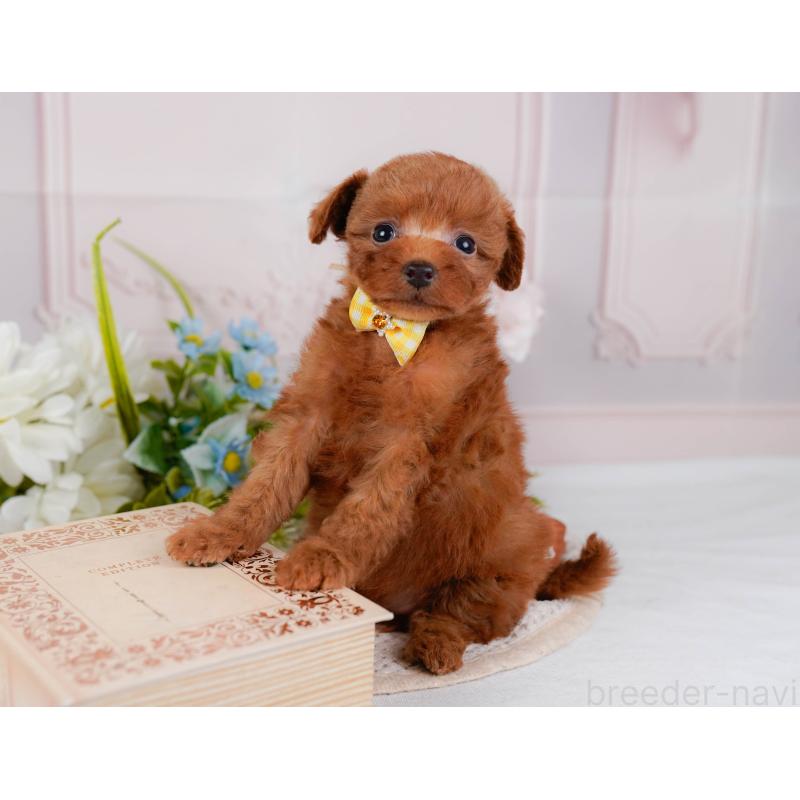 販売中の神奈川県のタイニープードル-428816の8枚目