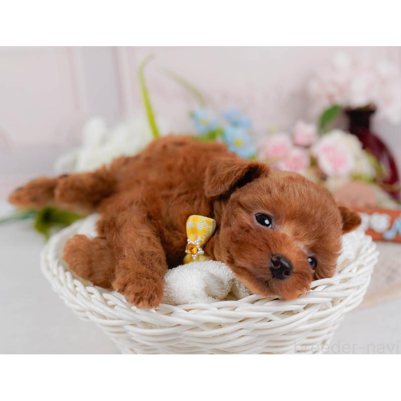 販売中の神奈川県のタイニープードル-428816の7枚目