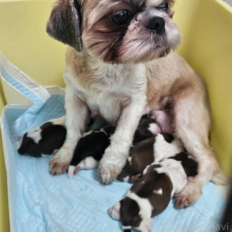 販売中の福岡県のシーズー-428444の1枚目