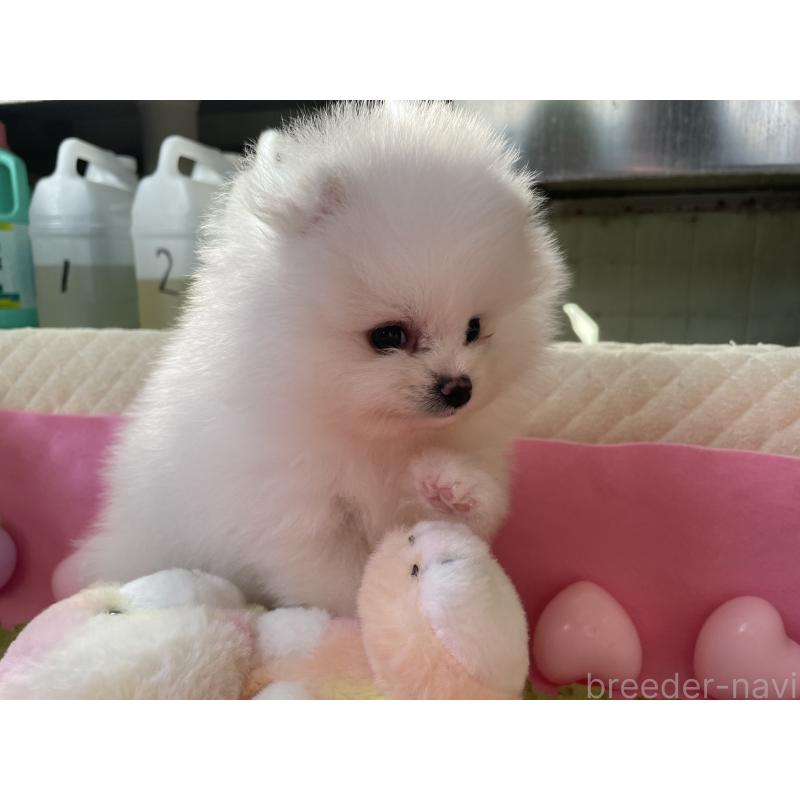 販売中の岐阜県のポメラニアン-428445の9枚目