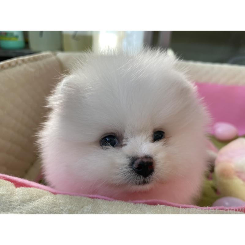 販売中の岐阜県のポメラニアン-428445の8枚目