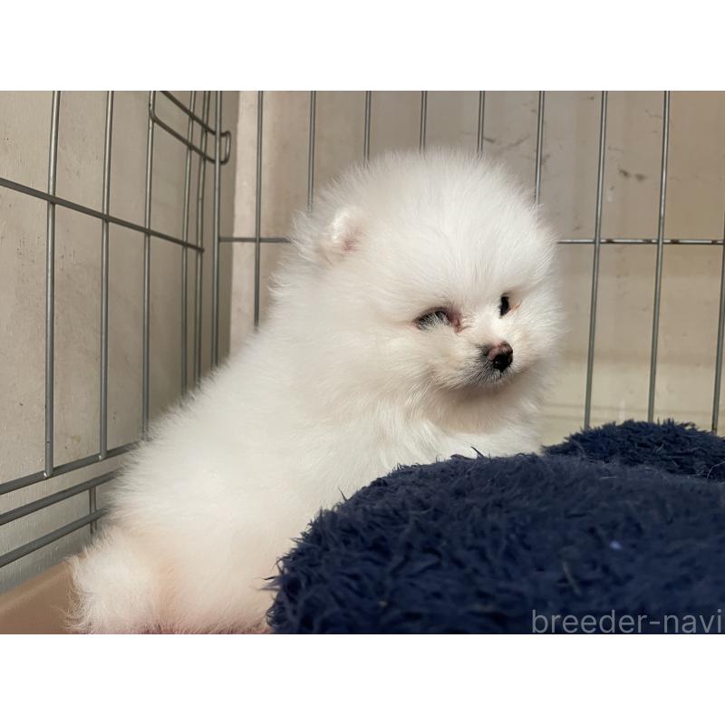 販売中の岐阜県のポメラニアン-428445の7枚目