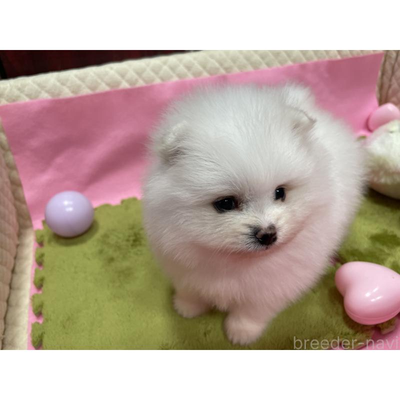 販売中の岐阜県のポメラニアン-428445の6枚目