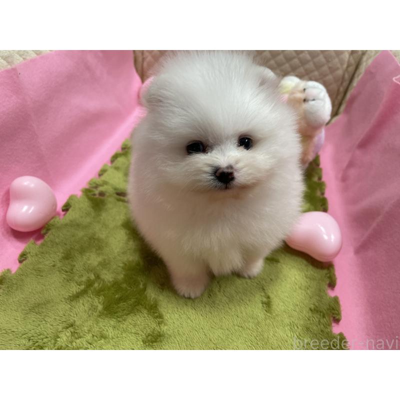 販売中の岐阜県のポメラニアン-428445の5枚目