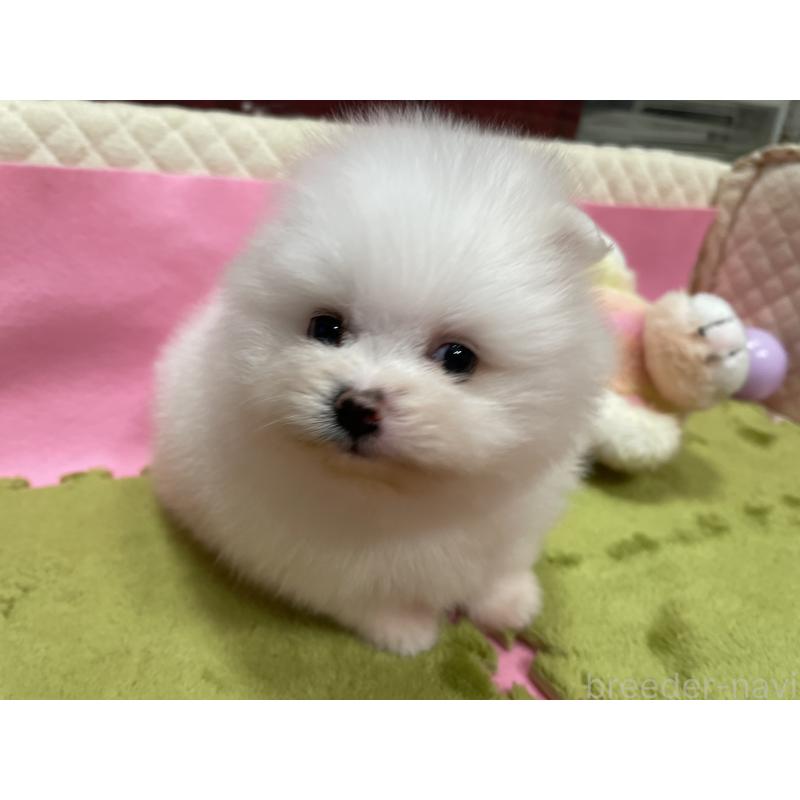 販売中の岐阜県のポメラニアン-428445の4枚目