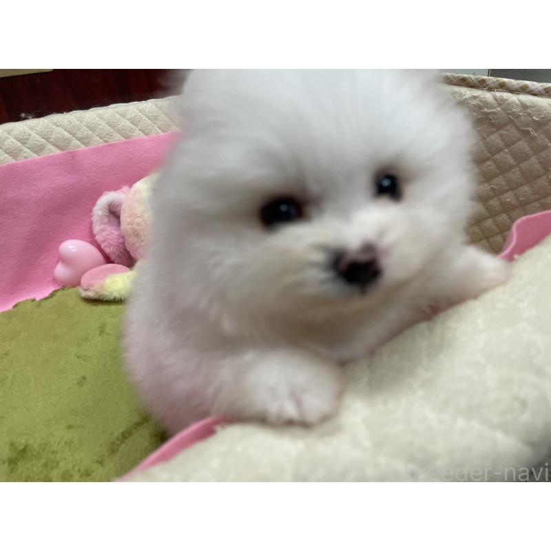 販売中の岐阜県のポメラニアン-428445の3枚目