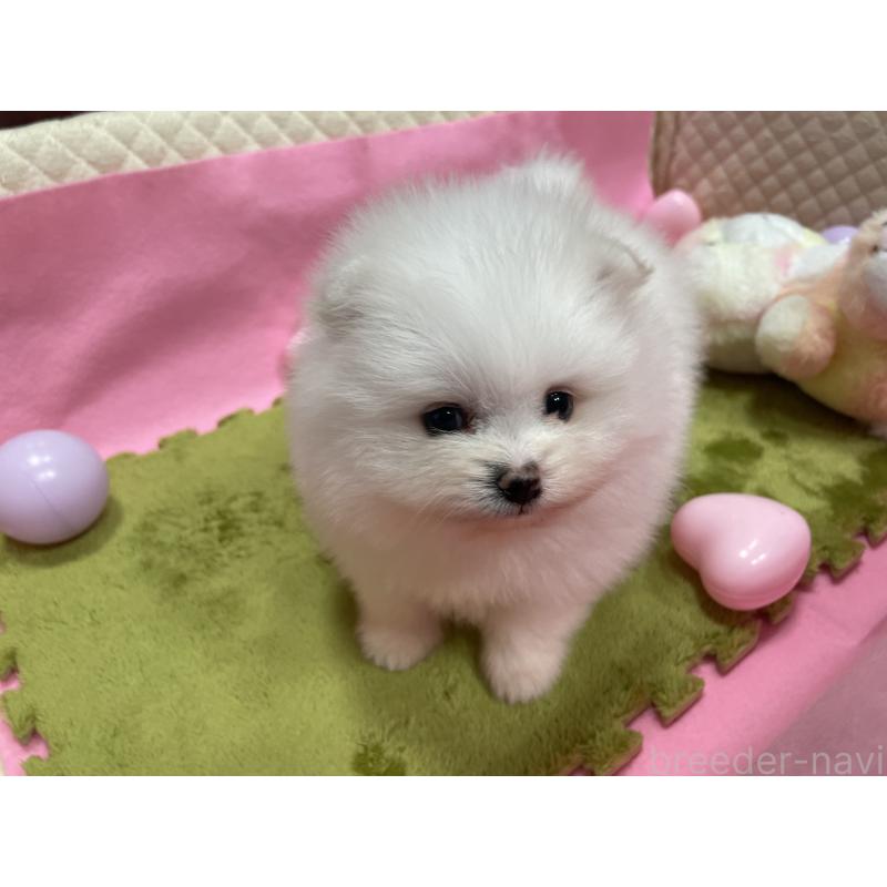 販売中の岐阜県のポメラニアン-428445の2枚目