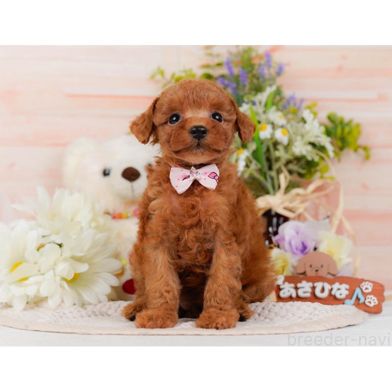 販売中の神奈川県のタイニープードル-428819の14枚目