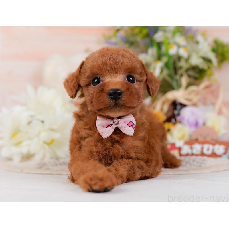 販売中の神奈川県のタイニープードル-428819の13枚目