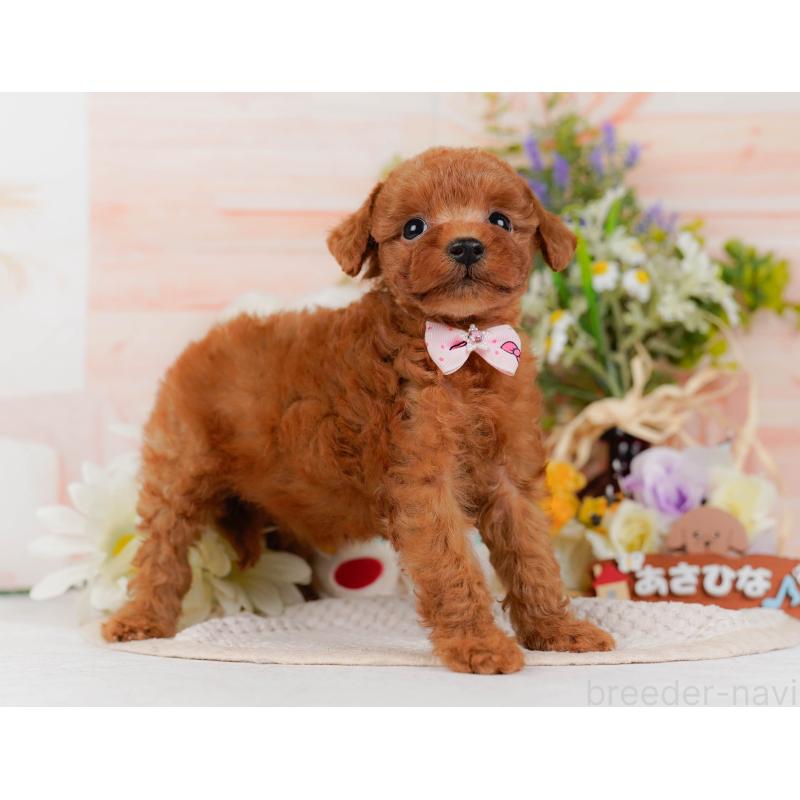 販売中の神奈川県のタイニープードル-428819の12枚目
