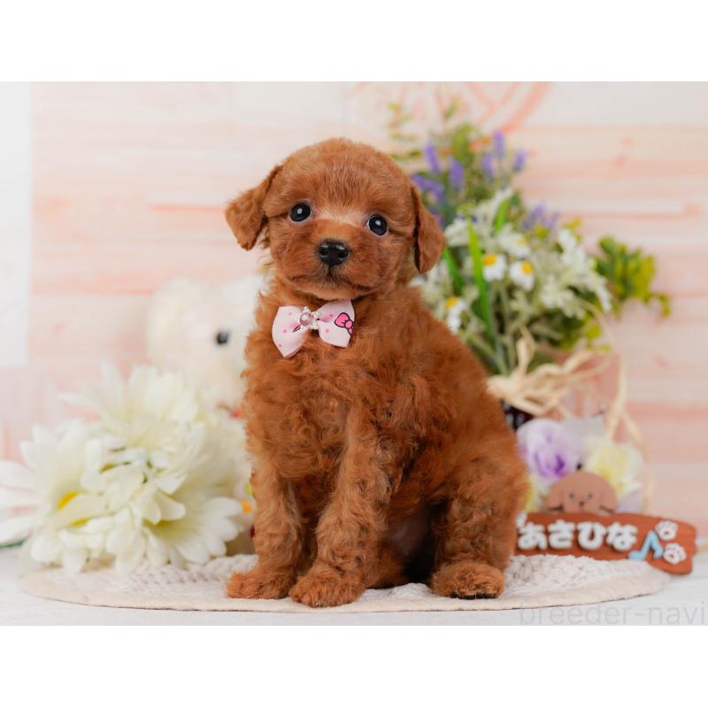販売中の神奈川県のタイニープードル-428819の10枚目