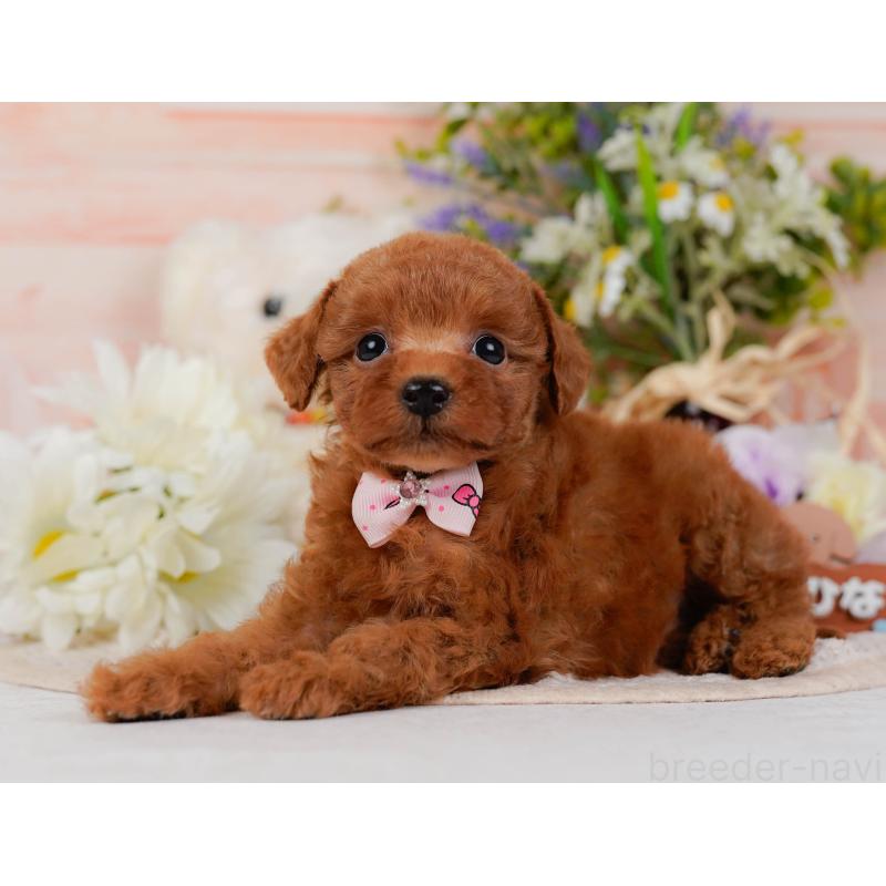 販売中の神奈川県のタイニープードル-428819の9枚目