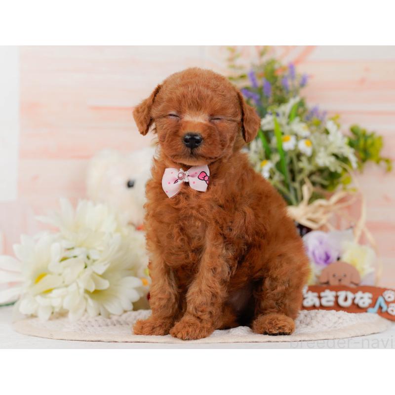 販売中の神奈川県のタイニープードル-428819の8枚目