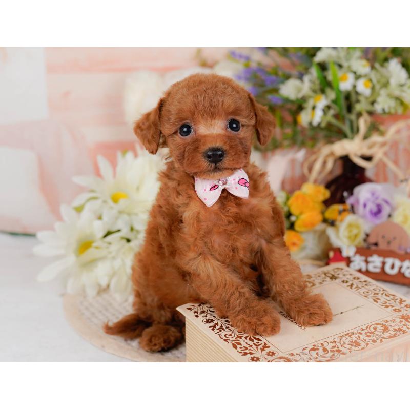 販売中の神奈川県のタイニープードル-428819の7枚目