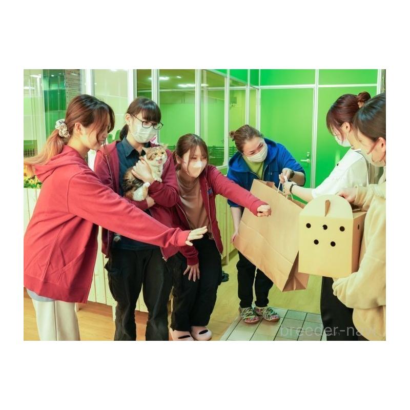 販売中の神奈川県のトイプードル-428802の15枚目