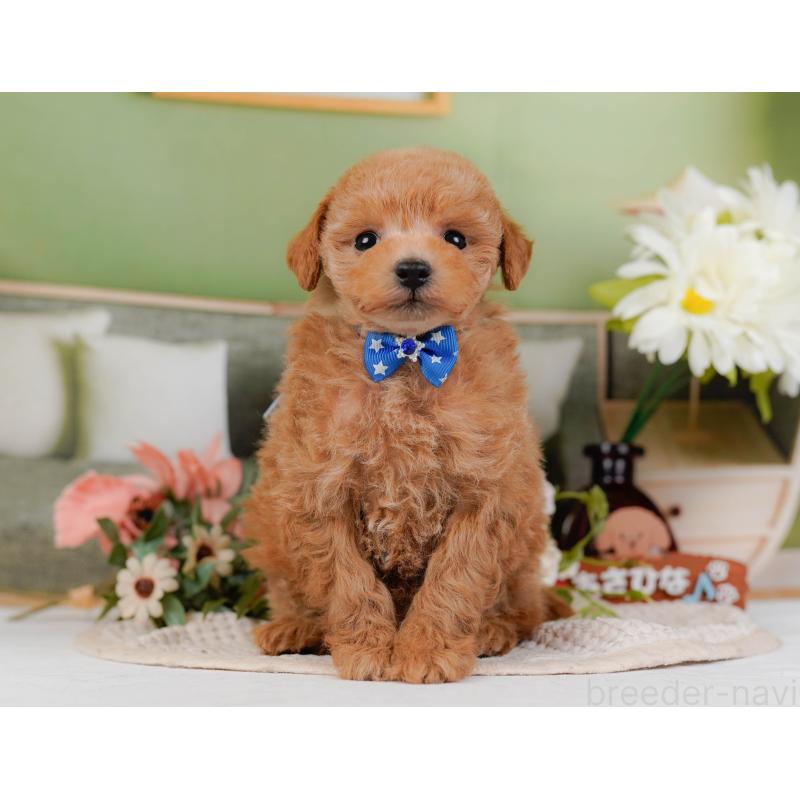 販売中の神奈川県のトイプードル-428802の14枚目