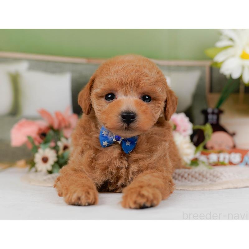 販売中の神奈川県のトイプードル-428802の13枚目