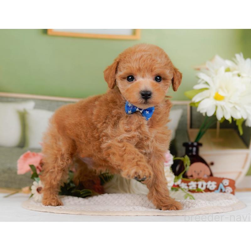 販売中の神奈川県のトイプードル-428802の12枚目