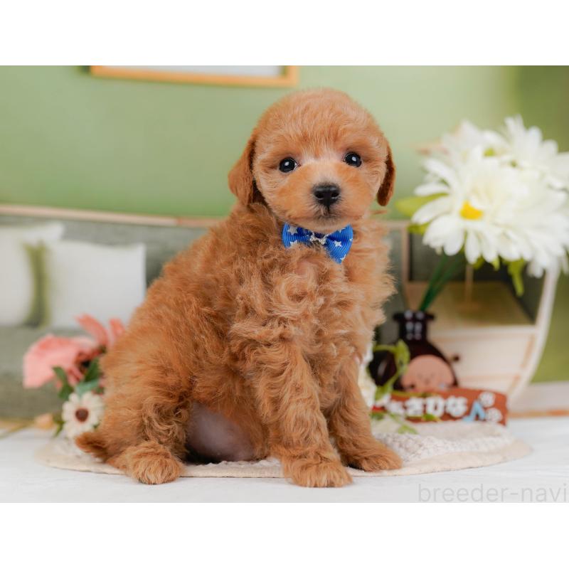 販売中の神奈川県のトイプードル-428802の11枚目