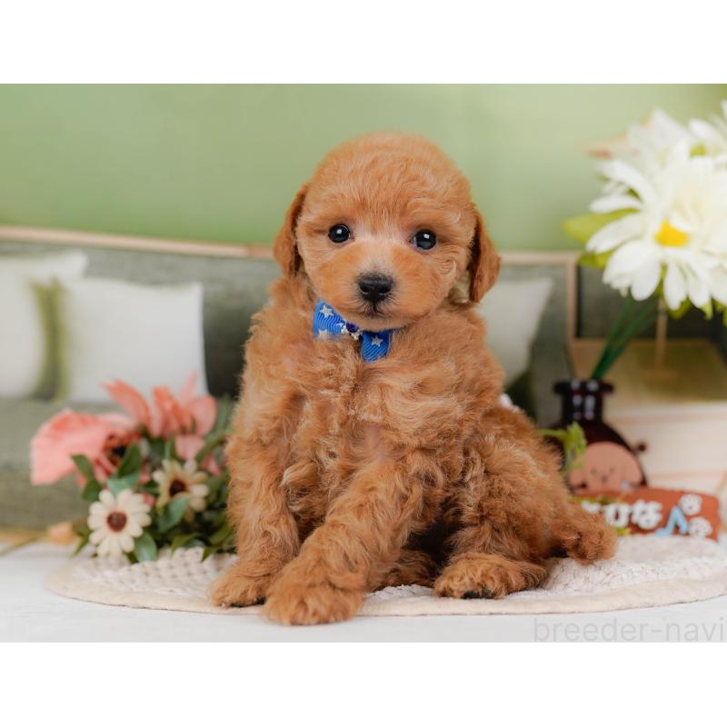 販売中の神奈川県のトイプードル-428802の10枚目