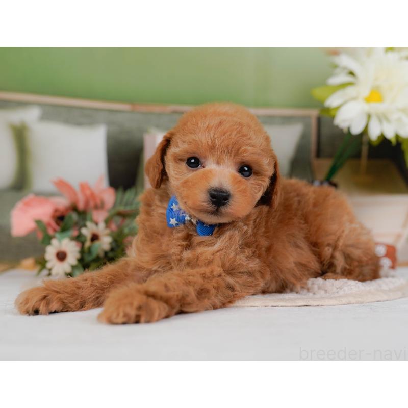 販売中の神奈川県のトイプードル-428802の9枚目